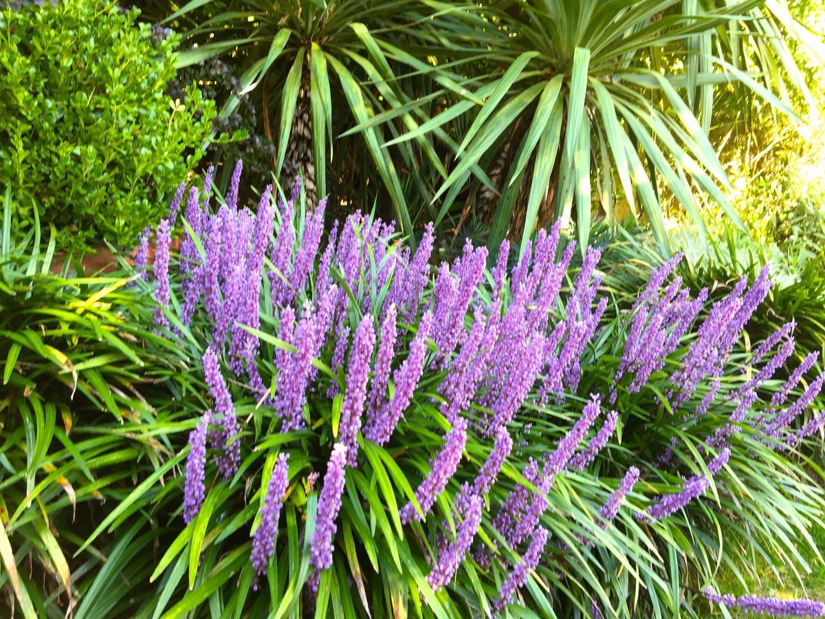 Iris 1 Lago Di Como Leilighet Dongo Eksteriør bilde